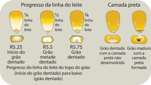 evolução da linha de dureza dos grãos