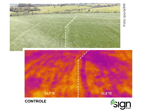 grafico-soja-milho01