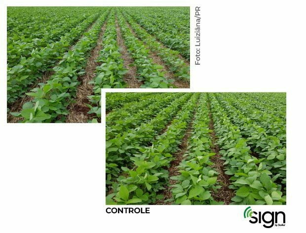 grafico-soja-milho01