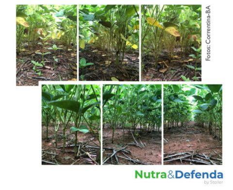 grafico-soja-milho01