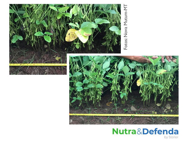 grafico-soja-milho01