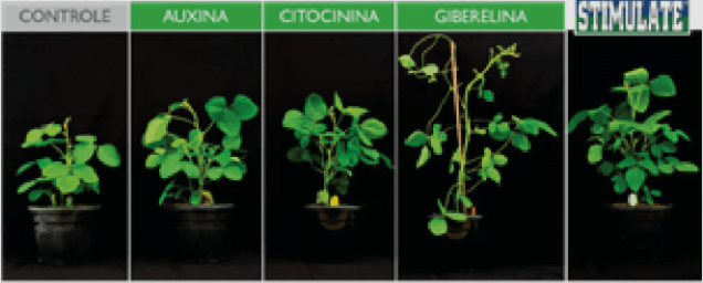 Fenótipo de plantas tratadas com auxina, citocinina, giberelina ou a combinação dos 3 promotores.