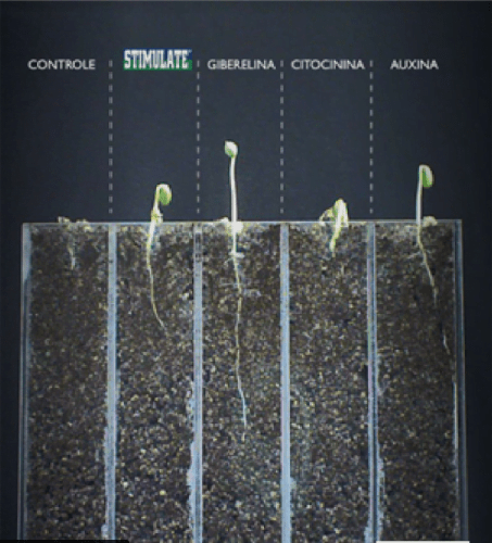 Germinação de sementes de soja tratadas com água (Controle), Stimulate ou cada um dos reguladores vegetais isolados.