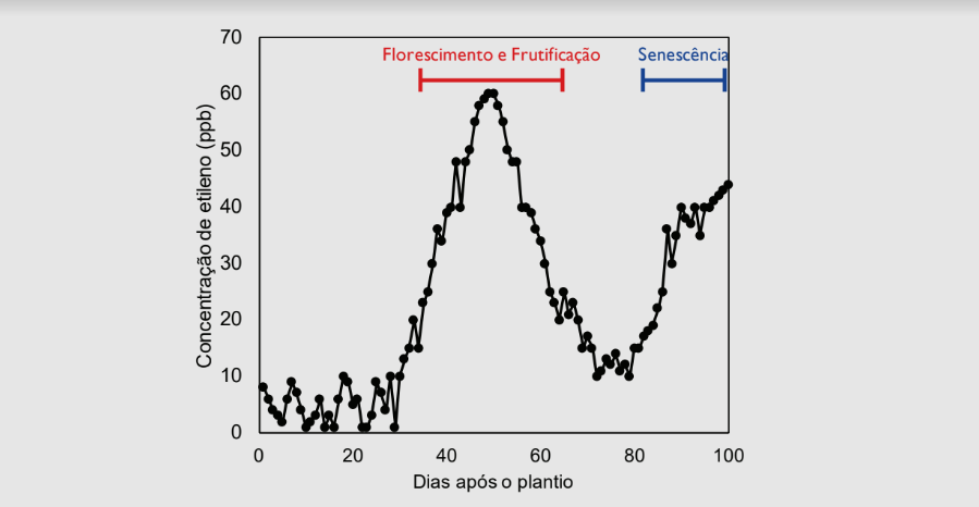 Emissão de etileno ao longo do ciclo de plantas de soja cultivadas em condições controladas.