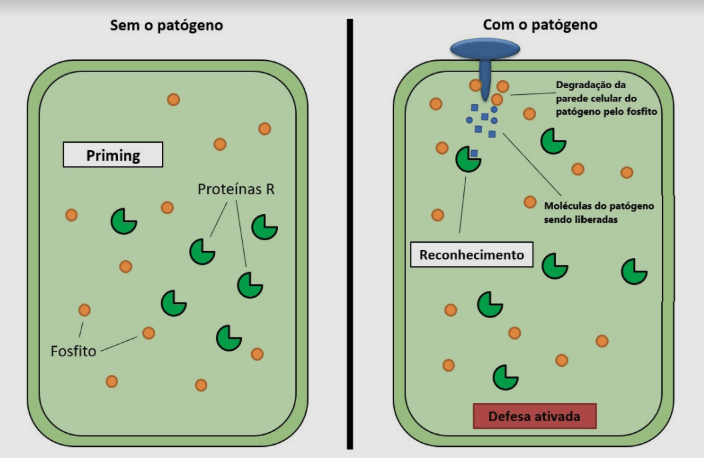 Esquema do modo de ação do fosfito no controle de doenças de plantas. (Adaptado de DALIO et al., 2014).