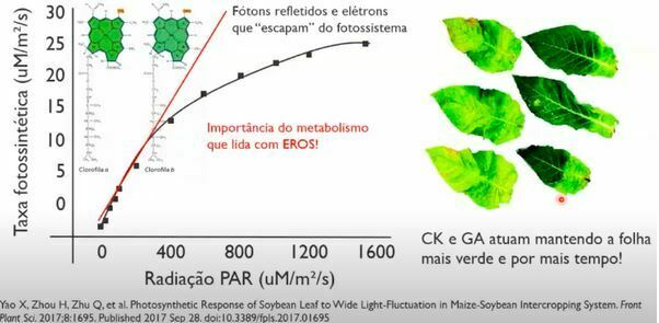 CK e GA atuam mantendo a folha mais verde