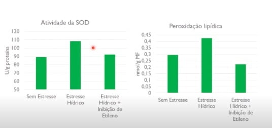 Atividade da SOD - Peroxidação Lipídica