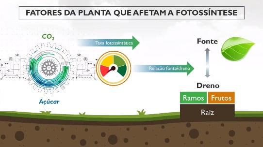 Quais são os fatores da planta que afetam a fotossíntese