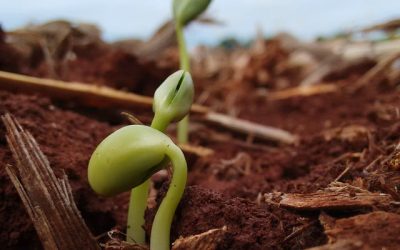 Plantabilidade: qual o impacto no estabelecimento da lavoura?