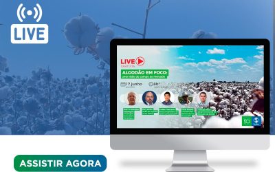 [Live] Algodão em foco: uma visão do campo ao mercado