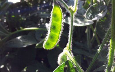 Qual a importância da soja para a agricultura brasileira?