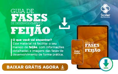 [GUIA] Fases Feijão