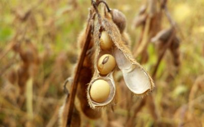 Ciclo da soja: tudo que você precisa saber do plantio à colheita