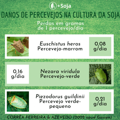 Danos quantitativos das principais espécies de percevejo na cultura da soja