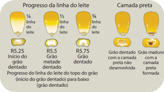 evolução da linha de dureza dos grãos de milho