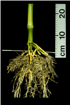 Raízes adventícias ou de sustentação do milho