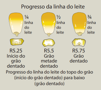 Ilustração da evolução da linha de dureza dos grãos de milho