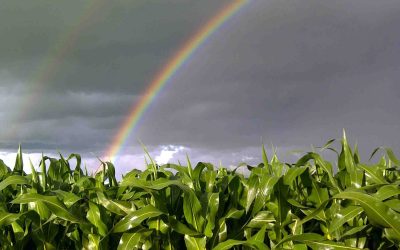 Como a fenologia do milho impactar a sua produtividade?