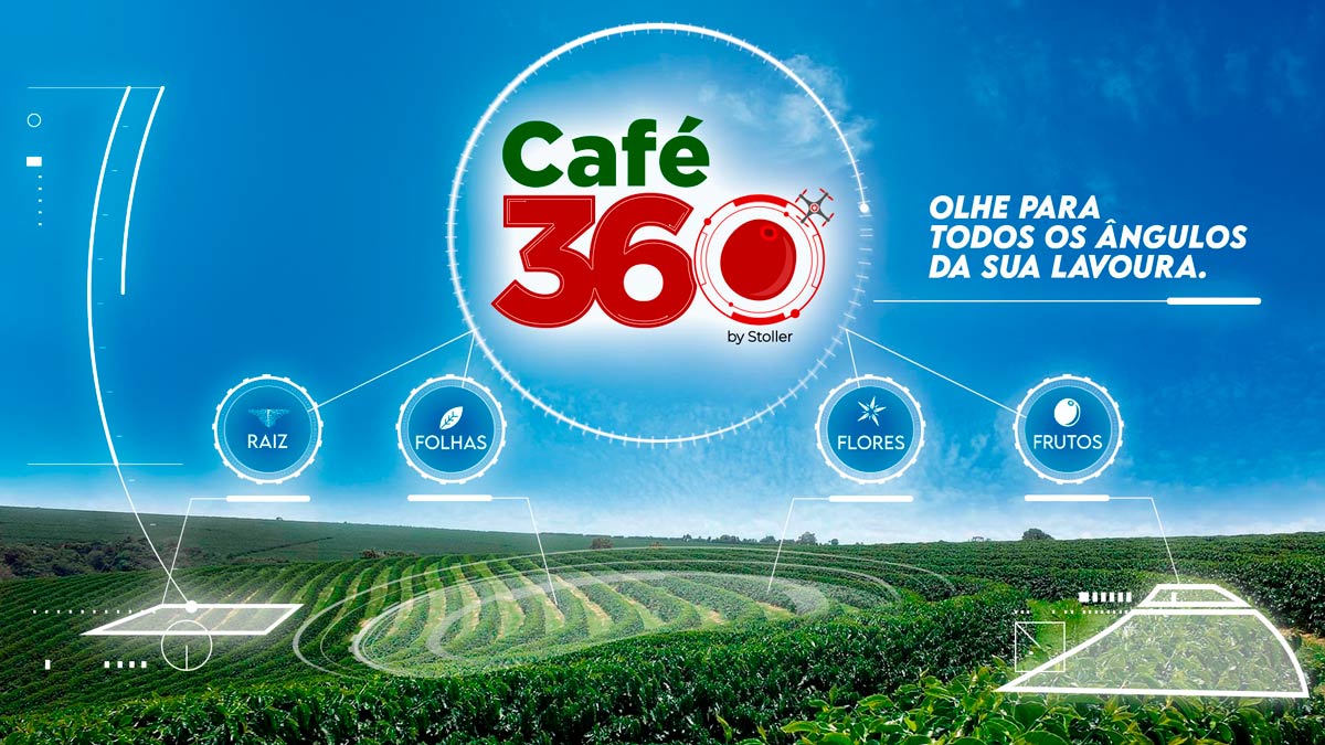 50 Sementes De Café Conilon