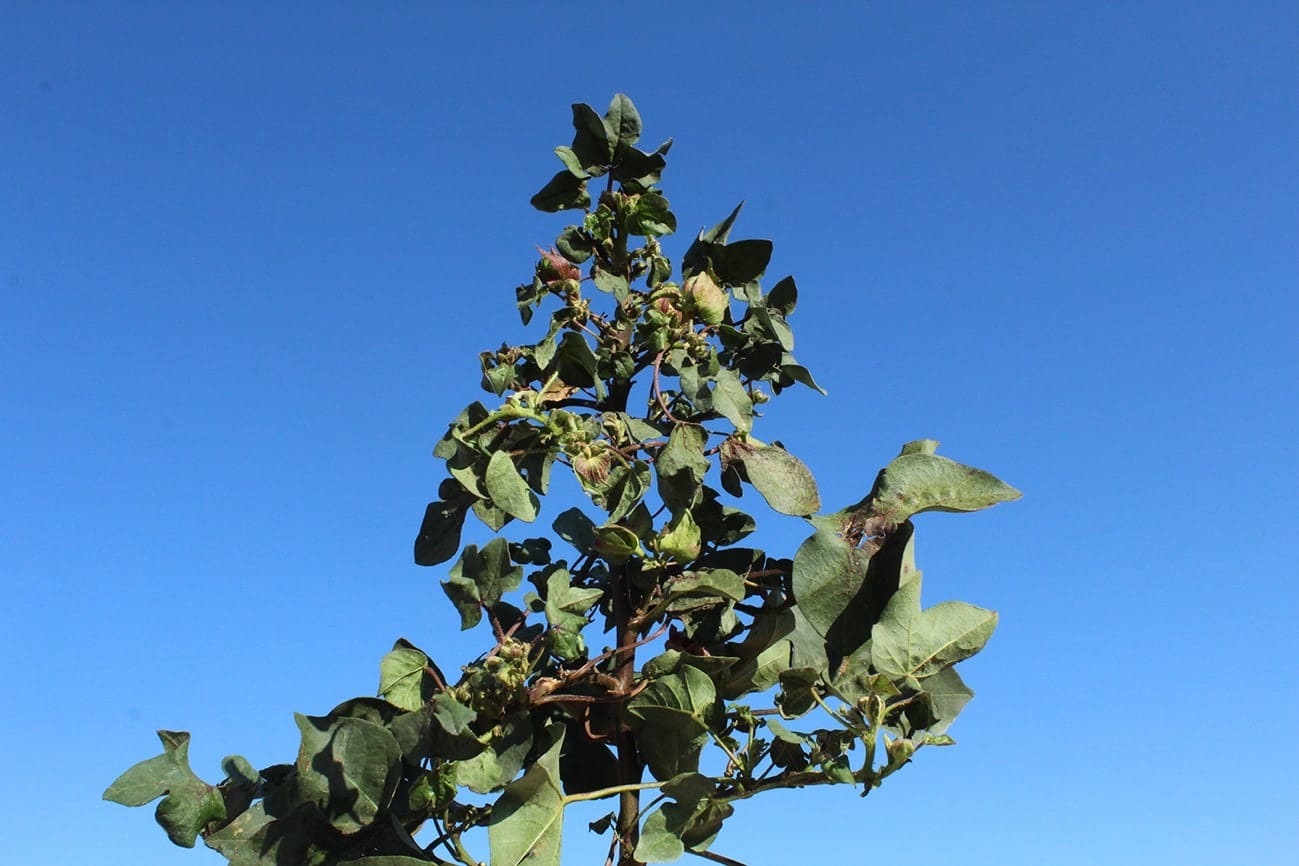 Algodoeiro infectado por Aphelenchoides besseyi. Pouca ou nenhuma estrutura reprodutiva é retida pela planta