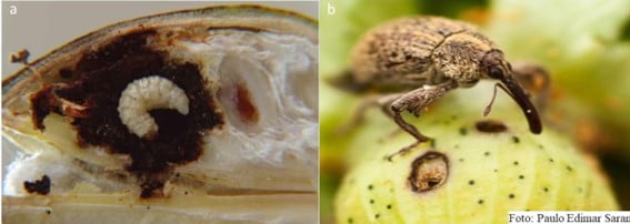 Bicudo em fase larval (a) e adulto (b)