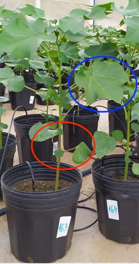 Diferença da morfologia foliar dos cotilédones (círculo vermelho) e folhas verdadeiras (círculo azul) em uma planta jovem de algodão