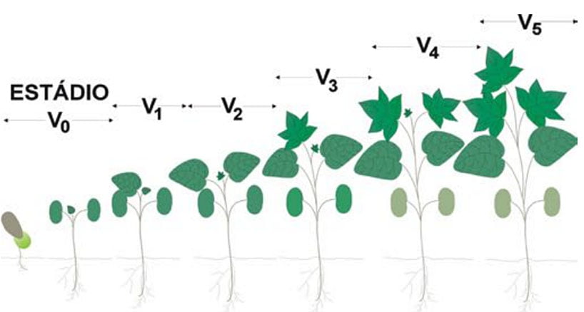 Escala vegetativa da planta de algodão