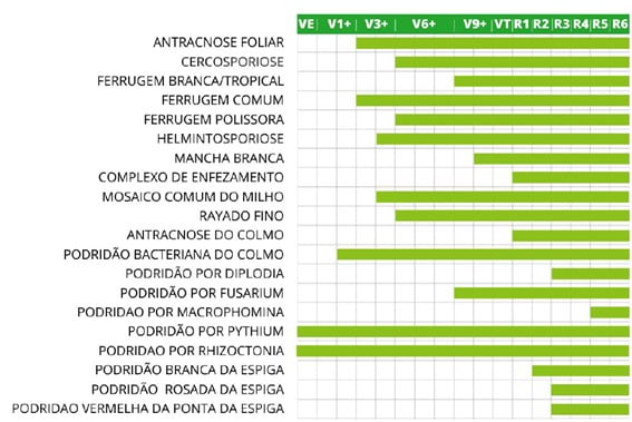 Estádios do desenvolvimento do milho com maior probabilidade da ocorrência de doenças