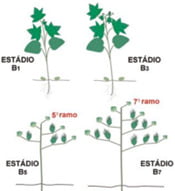 Fase de botões florais da planta de algodão