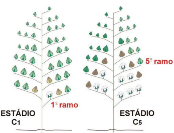 Fase de capulhos da planta de algodão