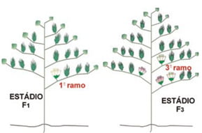 Fase de floração da planta de algodão