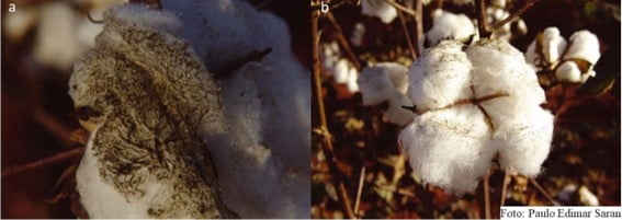 Fumagina causada pelo pulgão (a) e mosca branca(b)