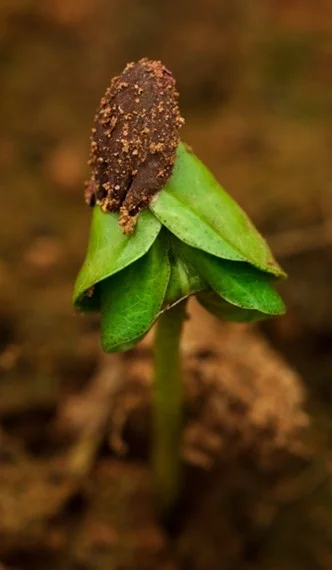 Fenologia do algodão: tegumento da semente protegendo os cotilédones na emergência