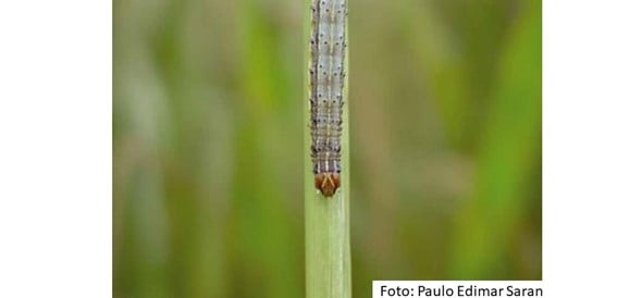 Spodoptera friguperda