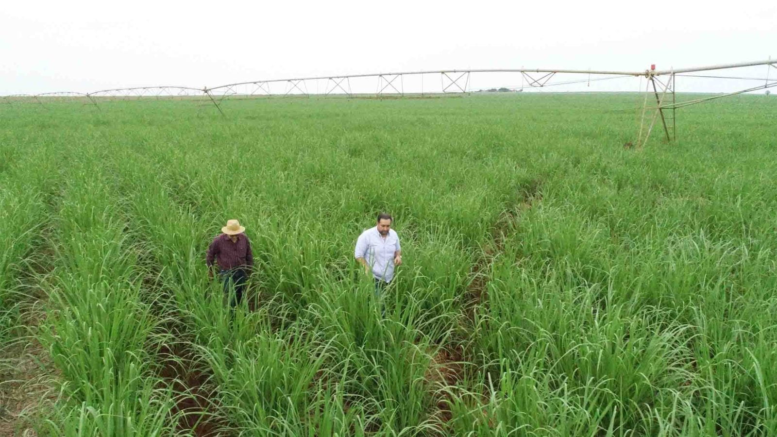 Impacto dos maturadores na cana