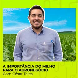 Milho 360º – A importância do milho para o agronegócio.