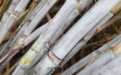 Nematoides na cana-de-açúcar podem estar dizimando sua renda