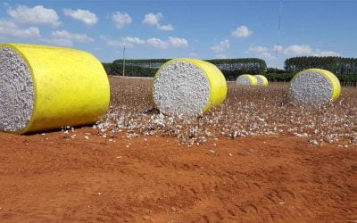 Qual o impacto do clima na qualidade da fibra de algodão?