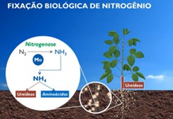 fixacao biologica de nitrogenio na soja