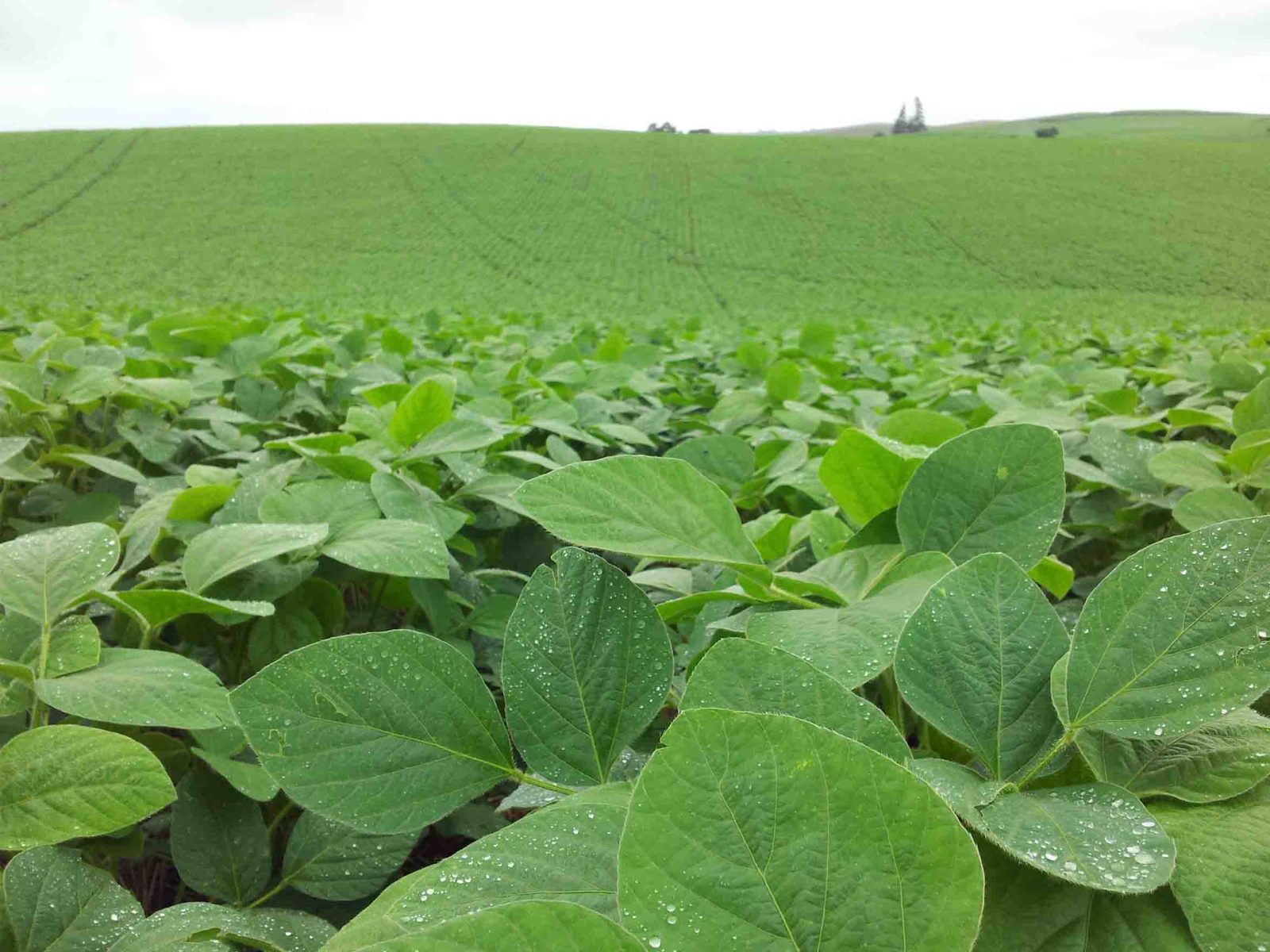 Adubo para soja entenda como funciona a adubação foliar