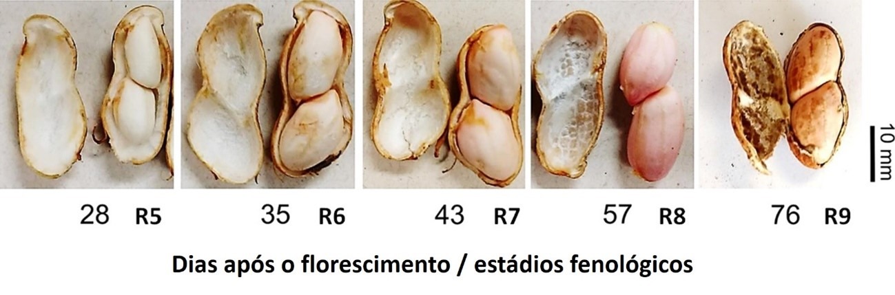 Desenvolvimento de sementes e frutos de amendoim