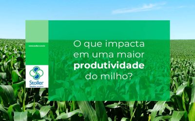 Como calcular a produtividade do milho por hectare?