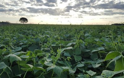 Inoculação na agricultura: o que é e como fazer  