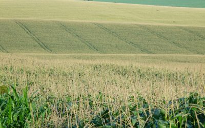 Como facilitar a fixação do nitrogênio pelas plantas?