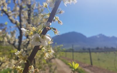 Nutrição foliar: o que é e como fazer  