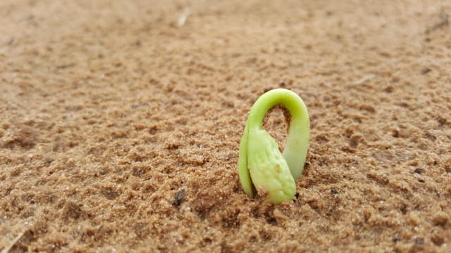 Entenda o Papel dos Macronutrientes na Nutrição das Plantas