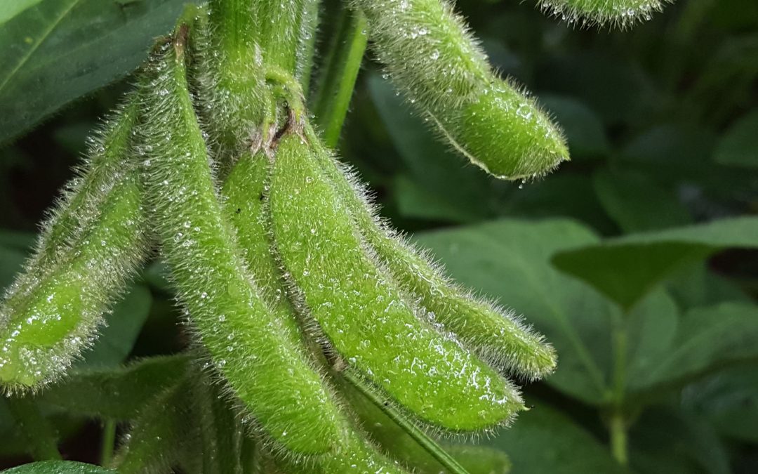 Abortamento de flores e vagens na cultura da soja: como superar esse desafio?