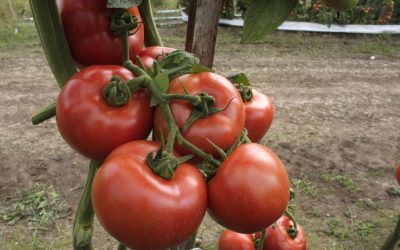 Desafios na cultura do tomate — Estratégias para prevenir doenças e aumentar a produtividade 