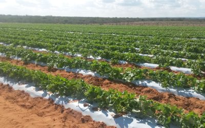 Pré-inoculação: a estratégia eficiente para garantir nodulação precoce