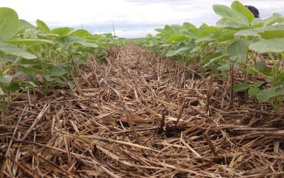 Como reduzir o estresse das plantas e melhorar a produtividade